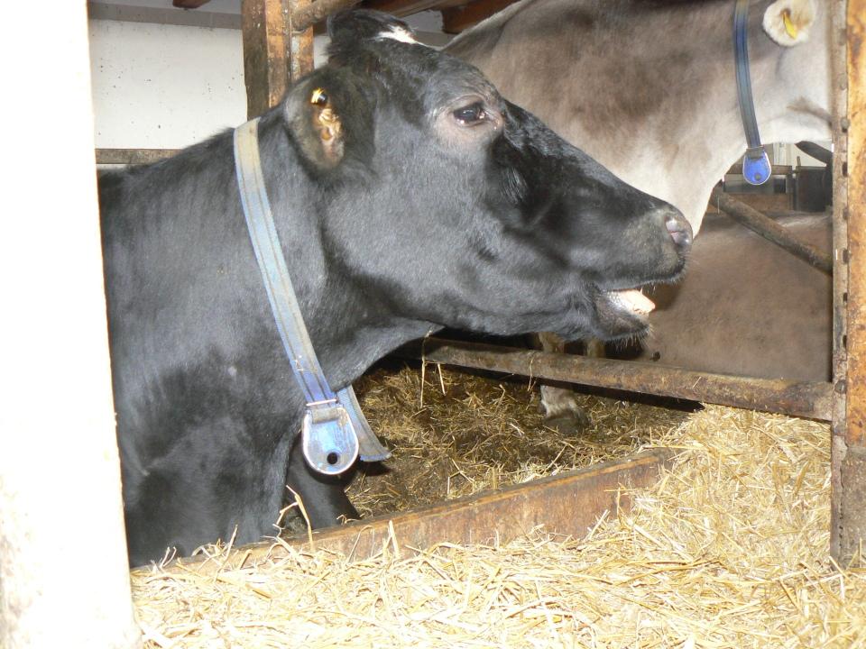 Pansenübersäuerung erkennen Schleichende Pansenübersäuerung bei Milchkühen erkennen und vermeiden durch angepasste Rationsgestaltung, Struktur, Fütterungsregime und Wasserversorgung.