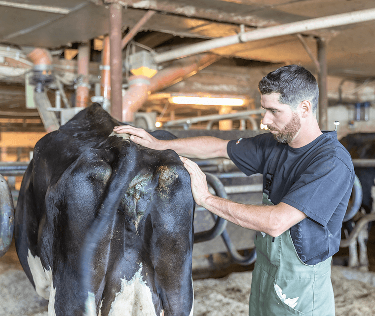 Optimisez votre insémination bovine : évaluez l’état de votre vache pour de meilleures chances de succès.