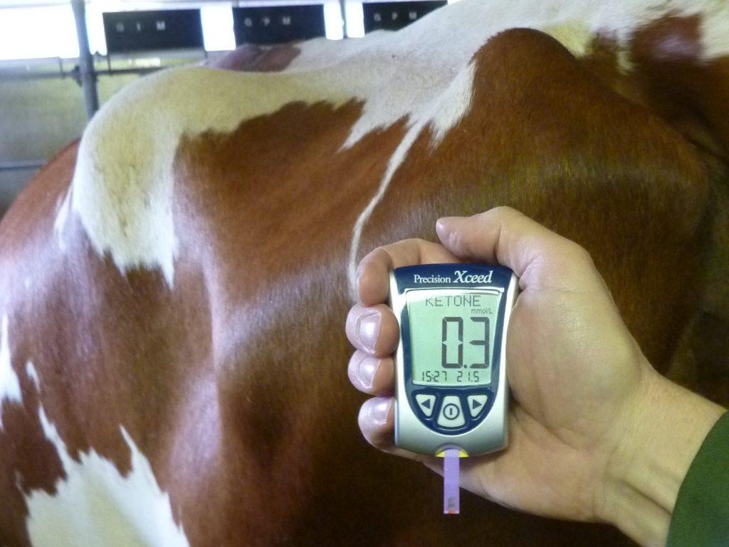La cétose se détecte par des tests de corps cétoniques dans le lait, l’urine ou le sang afin de prévenir ses effets durables sur la santé et la fertilité.