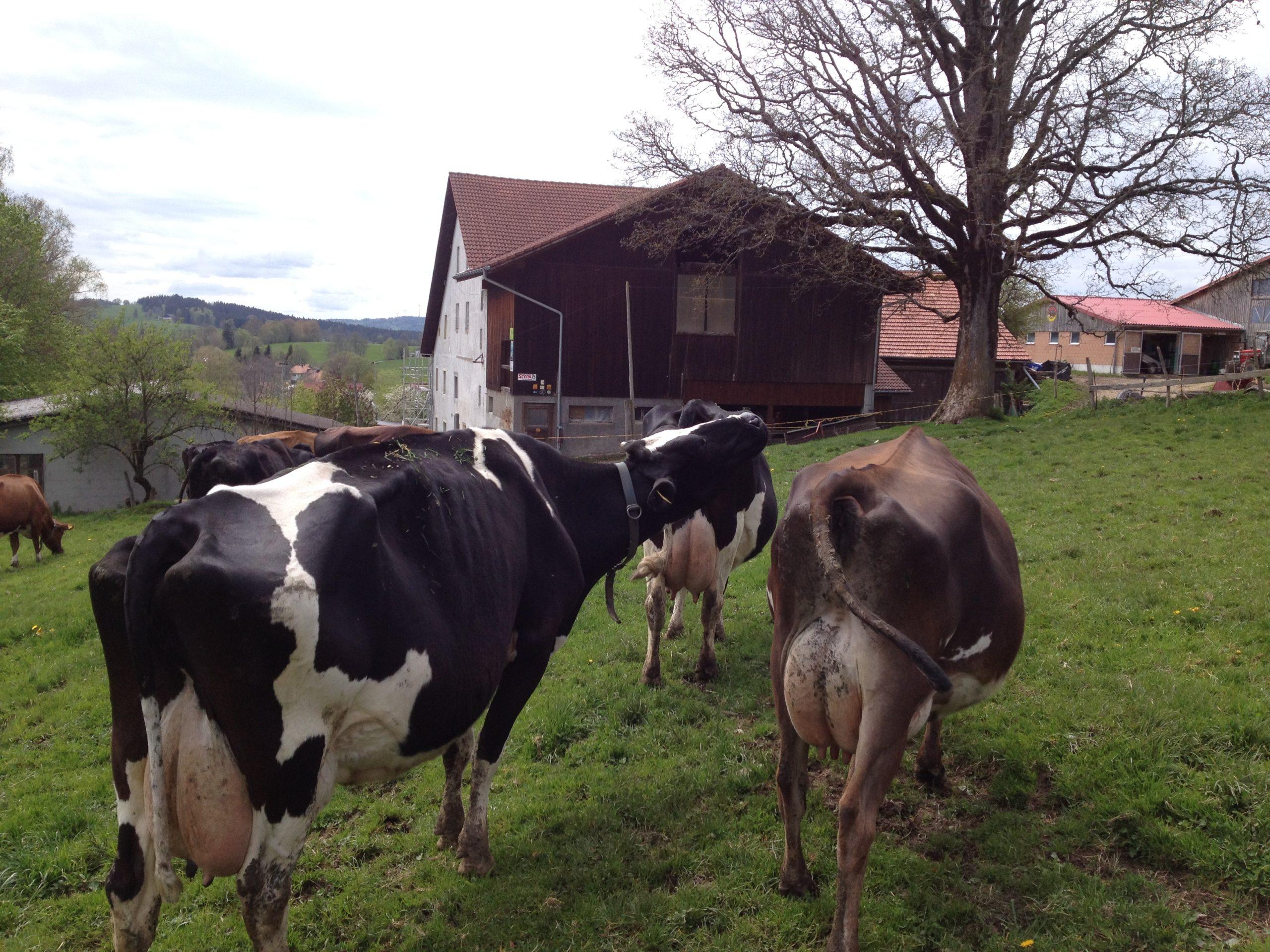 Découvrez comment détecter et traiter les kystes chez les vaches, et comment les prévenir grâce à un meilleur apport énergétique.
