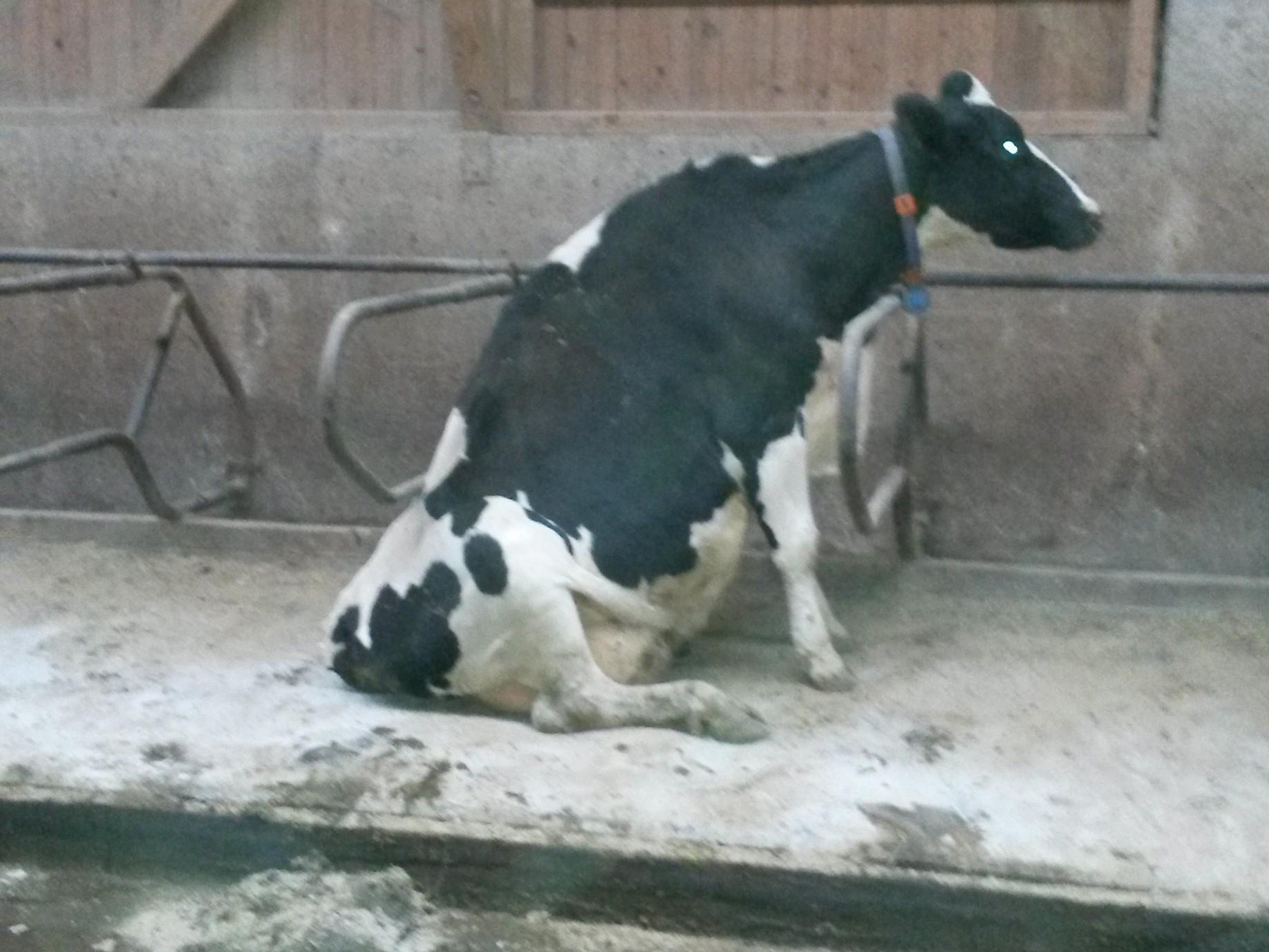 Warum natürliche Haltung für Kühe wichtig ist: Vermeide falsches Aufstehen und Verletzungen.
