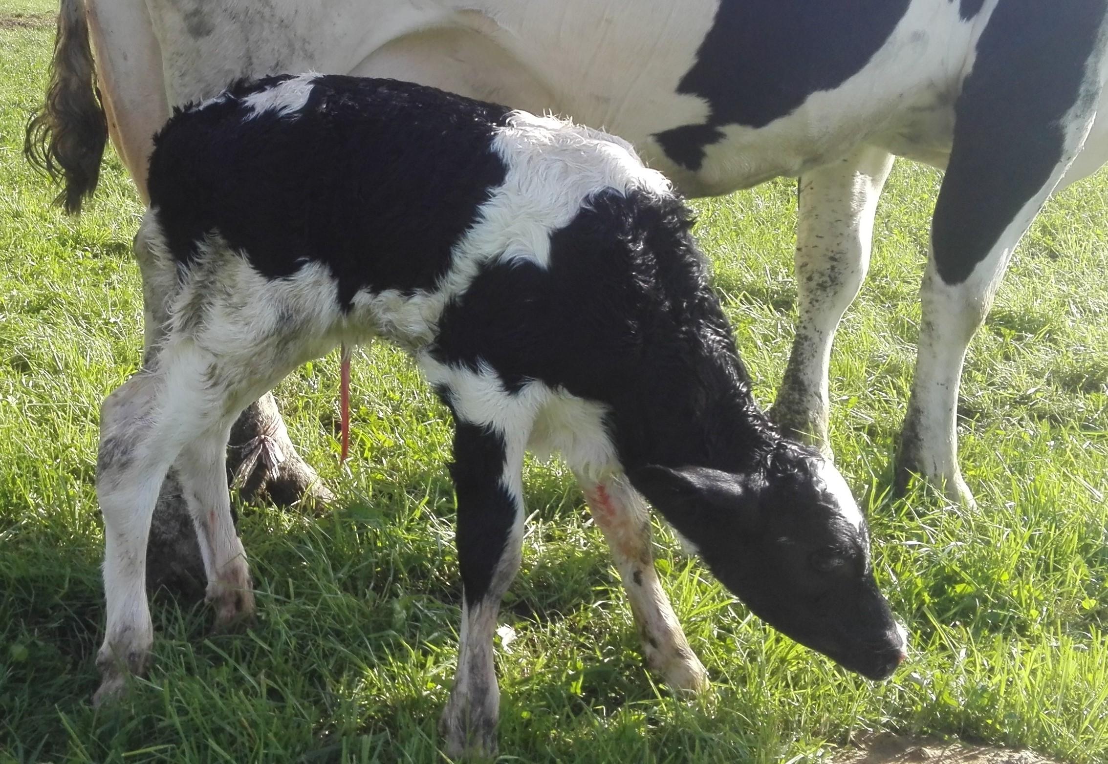 Les infections ombilicales chez les veaux, pouvant évoluer en hernies ou abcès, nécessitent une prise en charge rapide pour éviter des complications graves ou la mort.