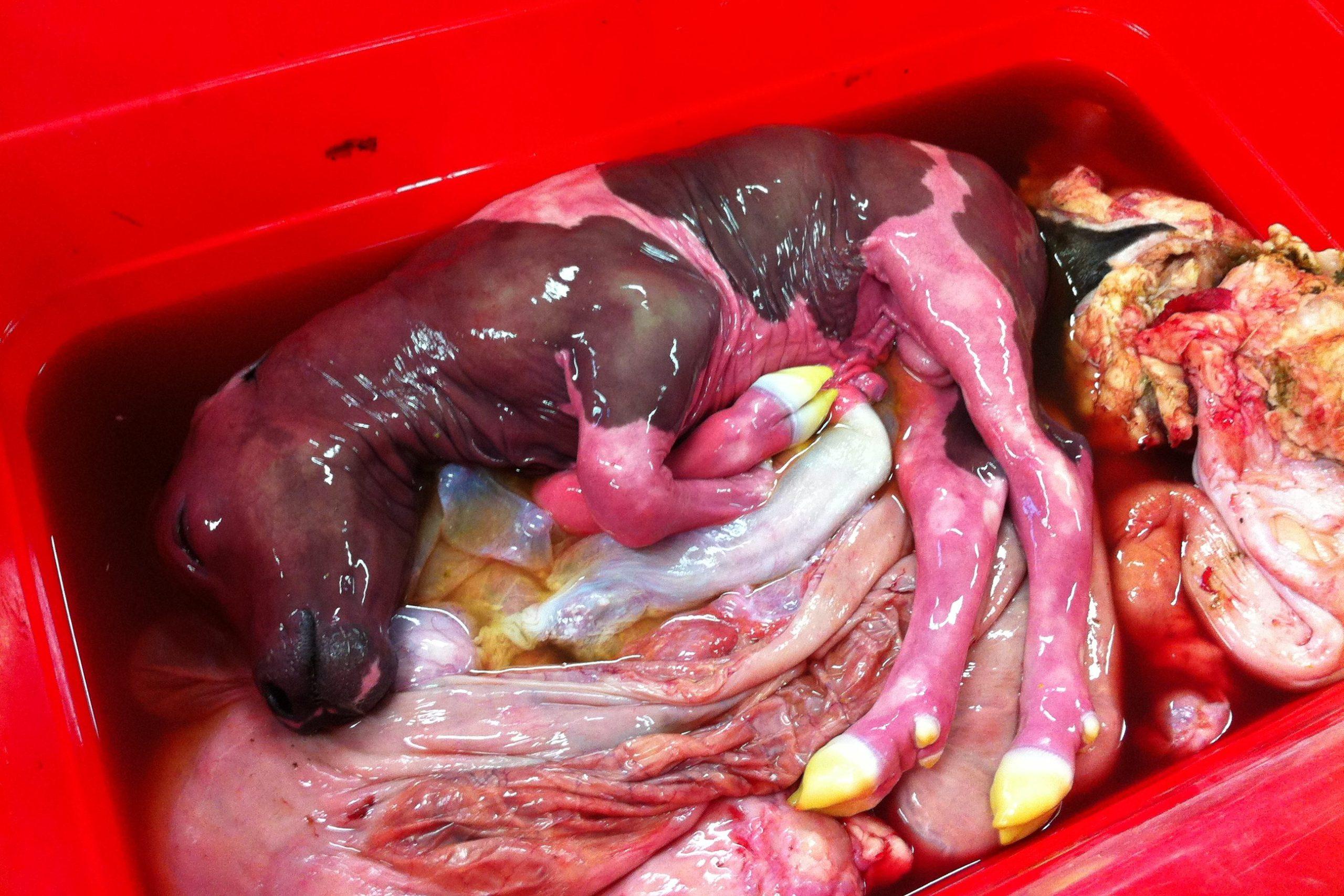 La coxiellose, zoonose due à Coxiella burnetii, provoque des avortements chez les ruminants et expose l’homme, surtout les femmes enceintes, à des risques graves.