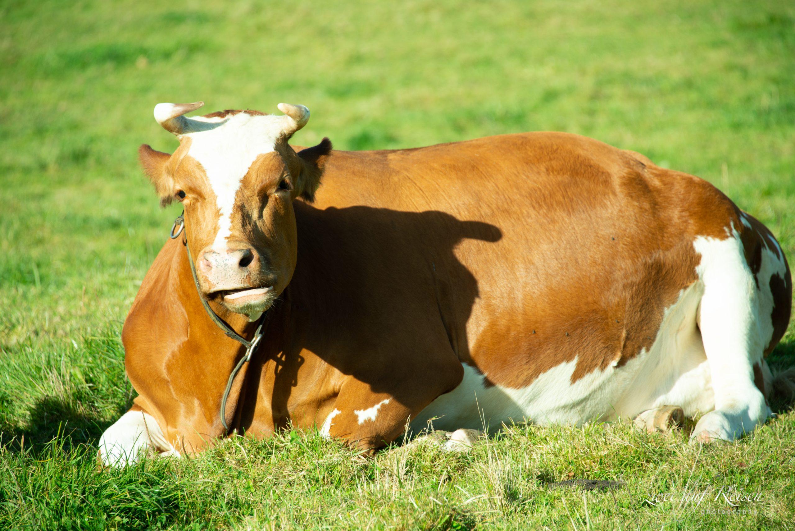 Das Zeitbudget von Kühen zeigt: Lange Liege- und Wiederkauzeiten fördern Milchleistung, während Managementfehler Produktivität kosten. Komfort ist zentral.