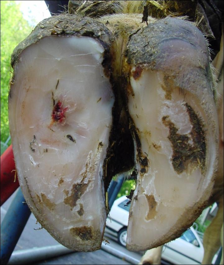 Sohlengeschwüre entstehen durch Druckbelastung und schlechte Hornqualität, verursachen Lahmheit. Sie erfordern Behandlung und Prävention.