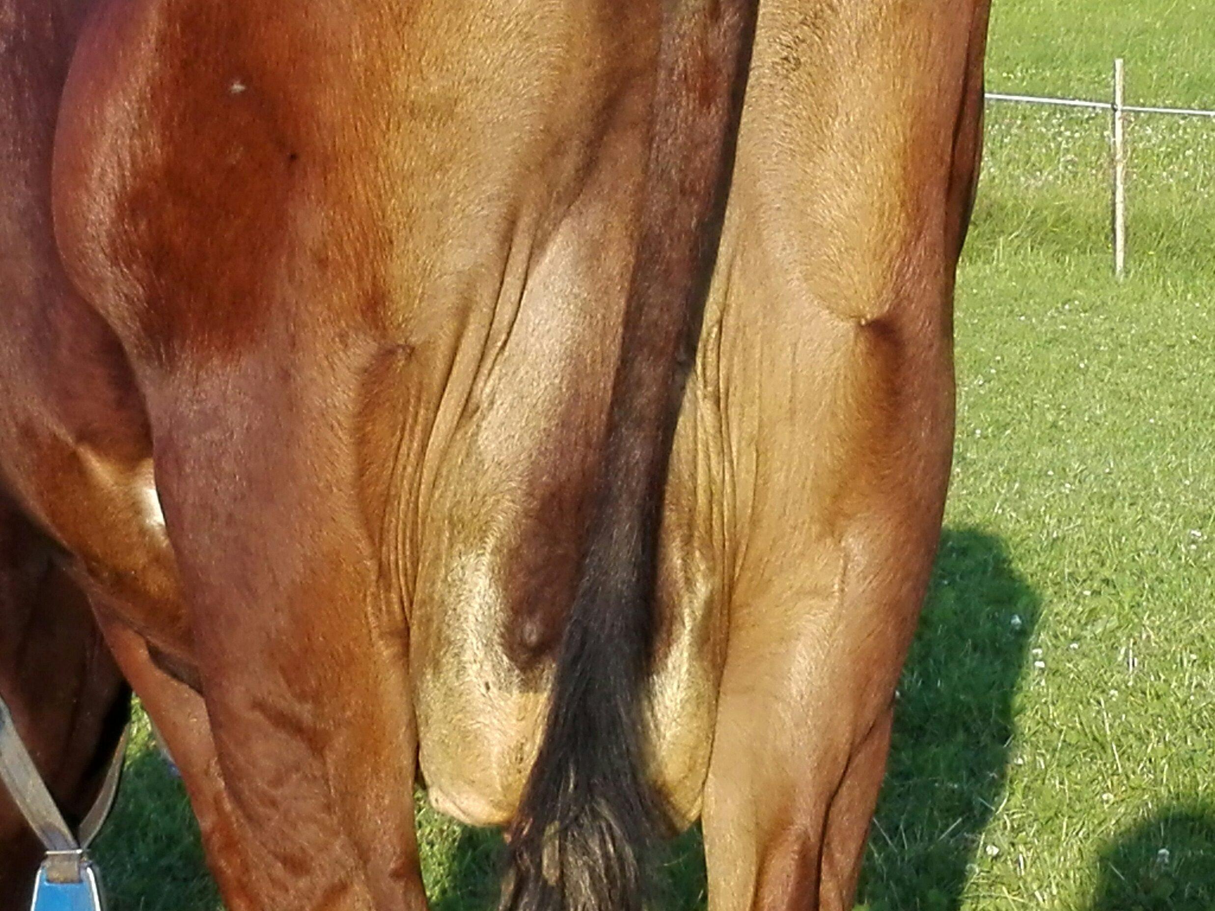 Der Harnstoffgehalt der Milch zeigt die Eiweissversorgung im Pansen an. Der Zielwert von 15–27 mg/d hilft Tiergesundheit und Fruchtbarkeit zu steuern.