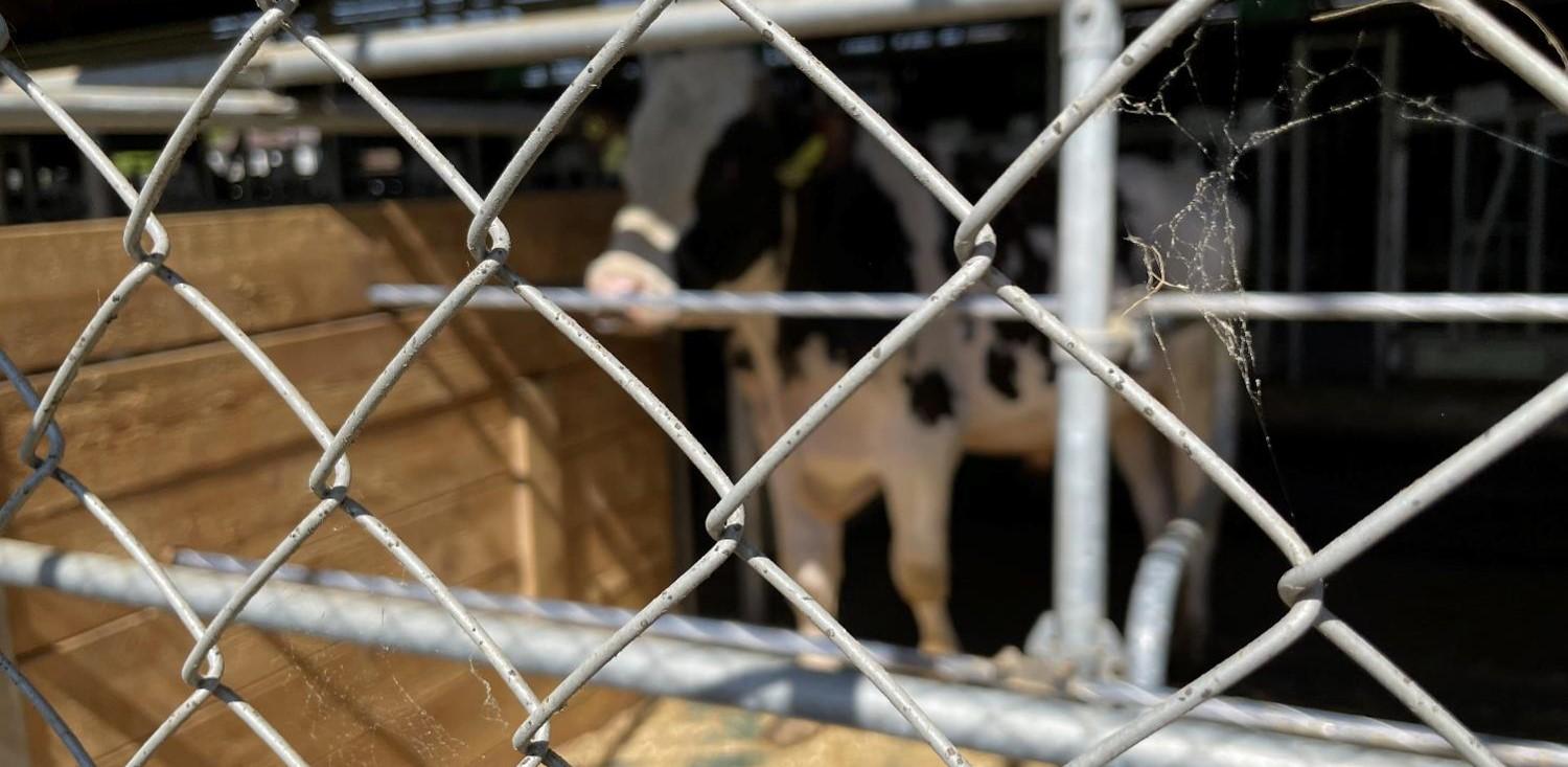 Angesichts zunehmender Tierseuchen stärkt Swissgenetics die Biosicherheit bei der Besamung durch Stresstests, Schulungen und Hygienemassnahmen auf den Betrieben.
