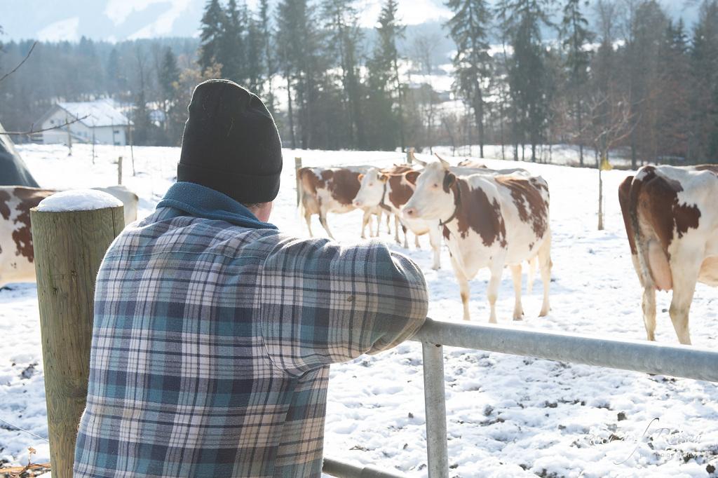 Viele Kühe zeigen kürzere Brunstsymptome, was die Beobachtung erschwert. Technische Hilfsmittel können die Erkennung verbessern und die Fruchtbarkeit steigern.