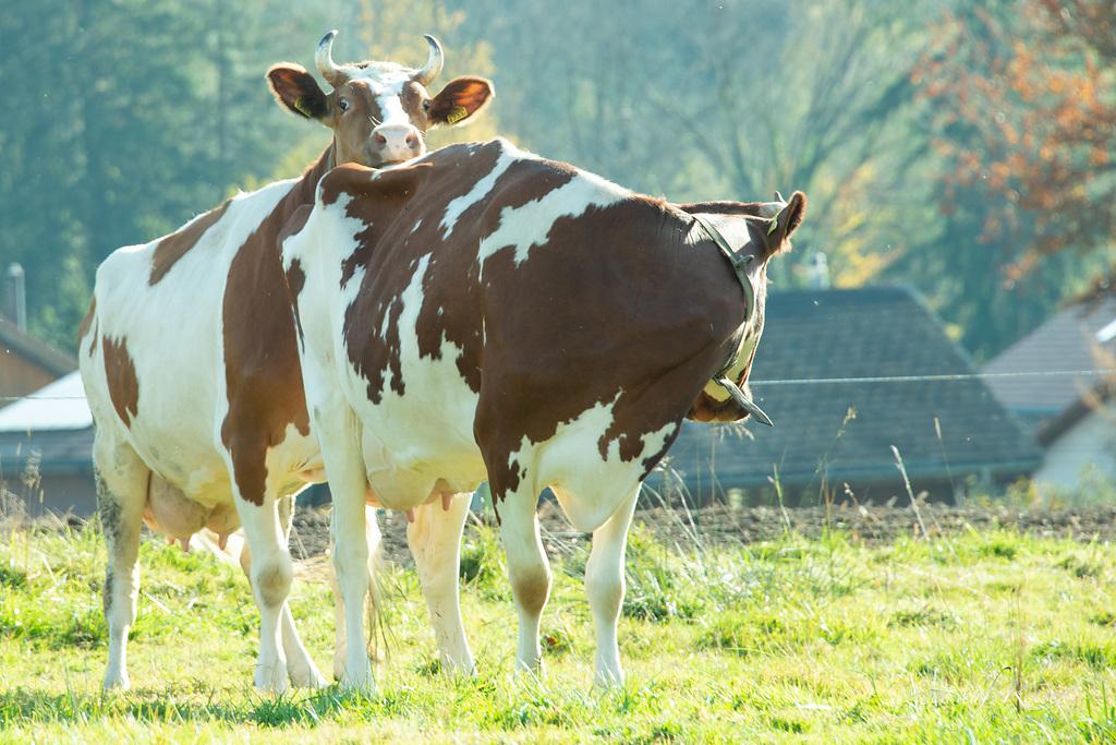 Le meilleur resultat de l'insémination est atteint 12 à 24 heures après la première tolérance. L'outil interactif consacré à la période d'insémination l' explique.