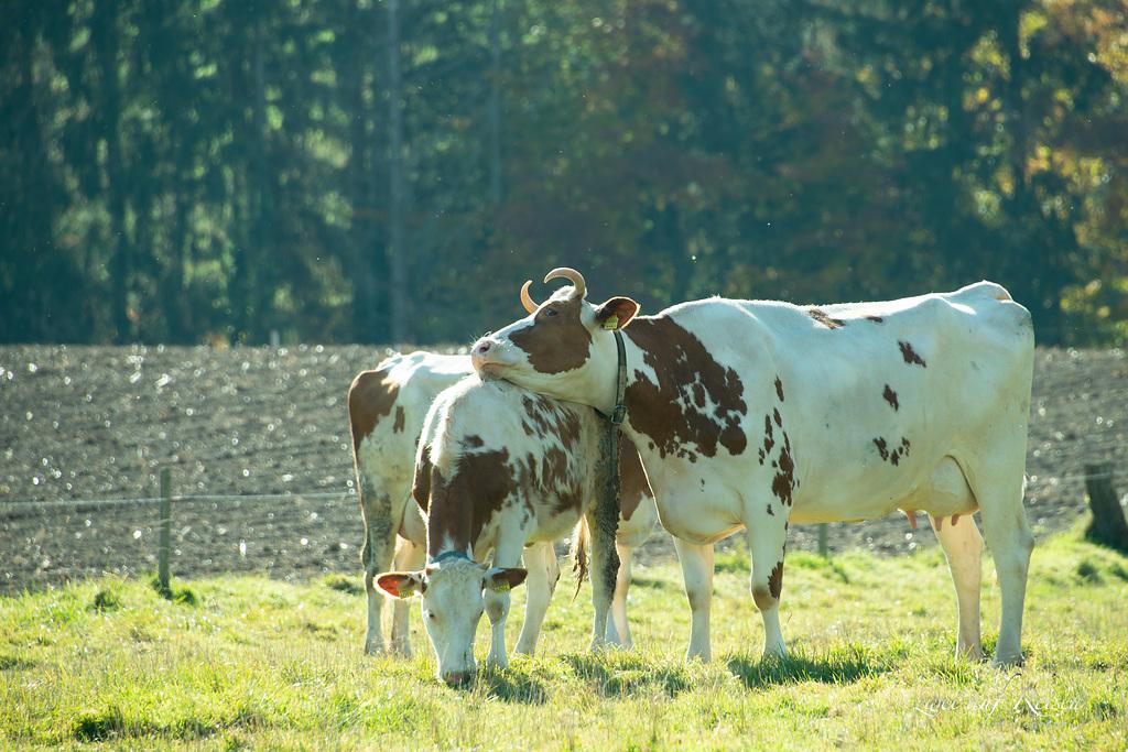 Der Artikel erklärt häufige Fruchtbarkeitsstörungen bei Kühen, ihre hormonellen Ursachen im Eierstockzyklus und den Einfluss von Energiehaushalt, Haltung und Fütterung.