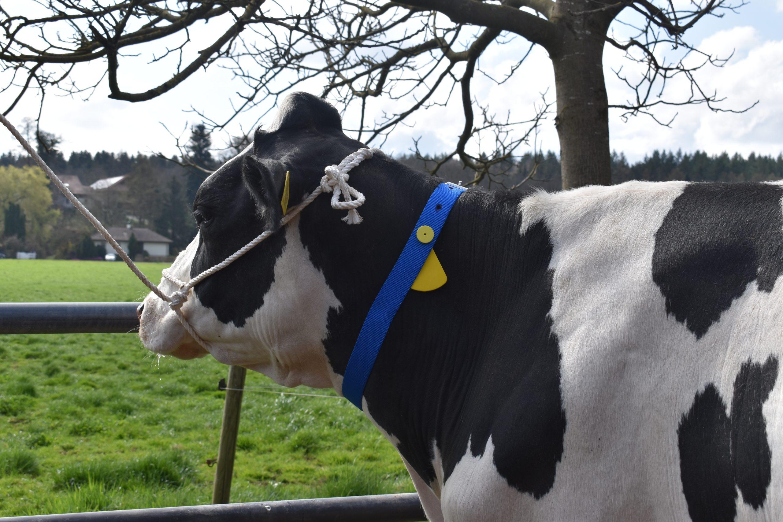 Ohrmarken mit Cypermethrin schützen Rinder bis zu vier Monate vor Fliegen, Mücken und Zecken, reduzieren Euterprobleme und stärken die Biosicherheit.