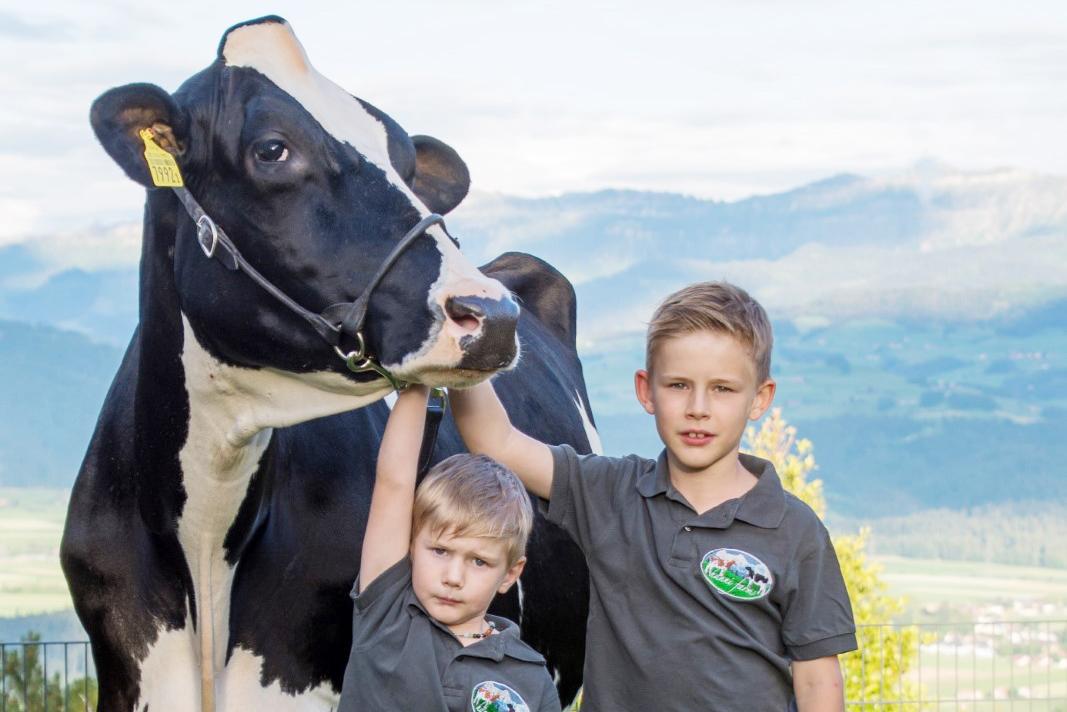 Pionnier en Suisse, découvrez l’élevage Holstein innovant avec transfert d’embryons et génétique performante.