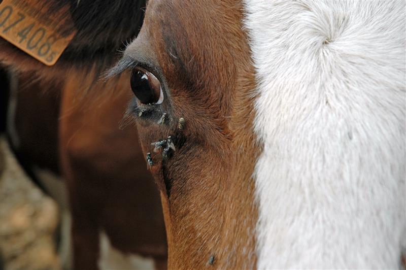 La lutte préventive contre mouches, taons, moustiques et tiques au printemps protège les bovins des pertes de rendement et de maladies parfois graves.