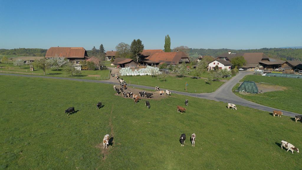 Züchter berichten im Video von ihren Erfahrungen mit Insekt Blocker Plus, einem gebrauchsfertigen Insektizid gegen Fliegen, Stechmücken und Bremsen im Betrieb.