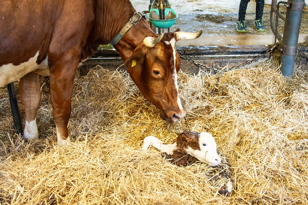 Erfahren Sie wichtige Tipps zur Geburt bei Kühen, Phasen, Fehlervermeidung und Nachsorge für eine reibungslose Geburt und das Wohl von Mutter und Kalb.