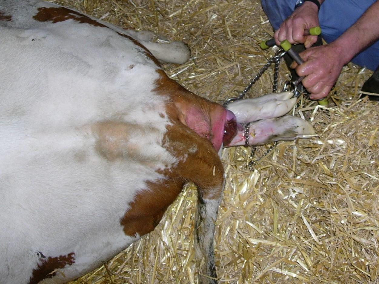 Geburtshilfe bei Kühen: Wann Kontrolle nötig ist, wie hygienisch untersucht wird und wann Zughilfe oder tierärztliche Hilfe angezeigt sind.