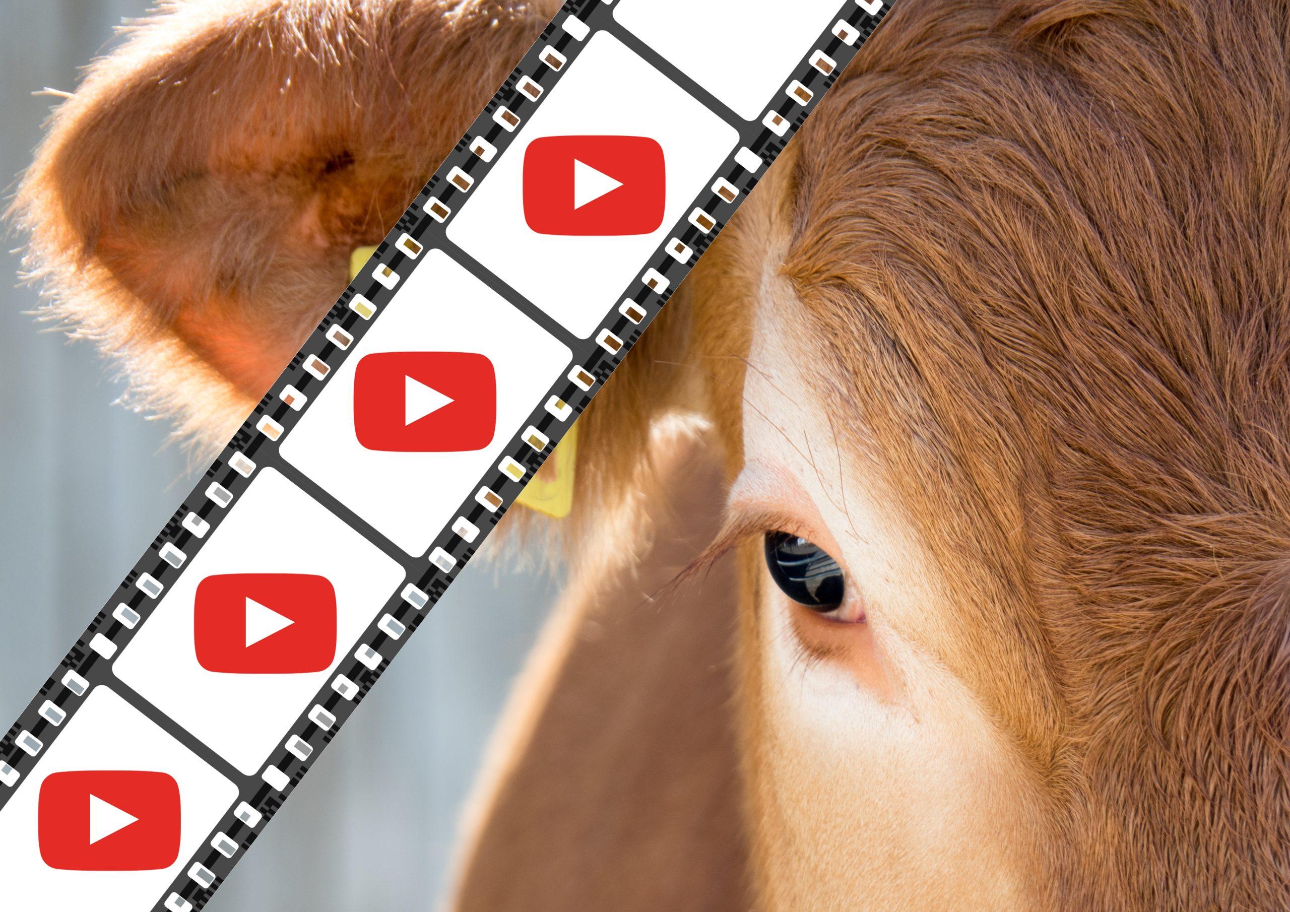 Effiziente Maschine zum Befüllen, Verschliessen und Beschriften von Pailletten in der Samenproduktion für die künstliche Besamung.