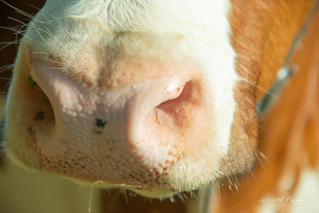 Les vaches utilisent leur odorat développé, avec deux organes spécifiques, pour reconnaître leurs congénères, détecter la qualité du fourrage et communiquer par des signaux olfactifs.