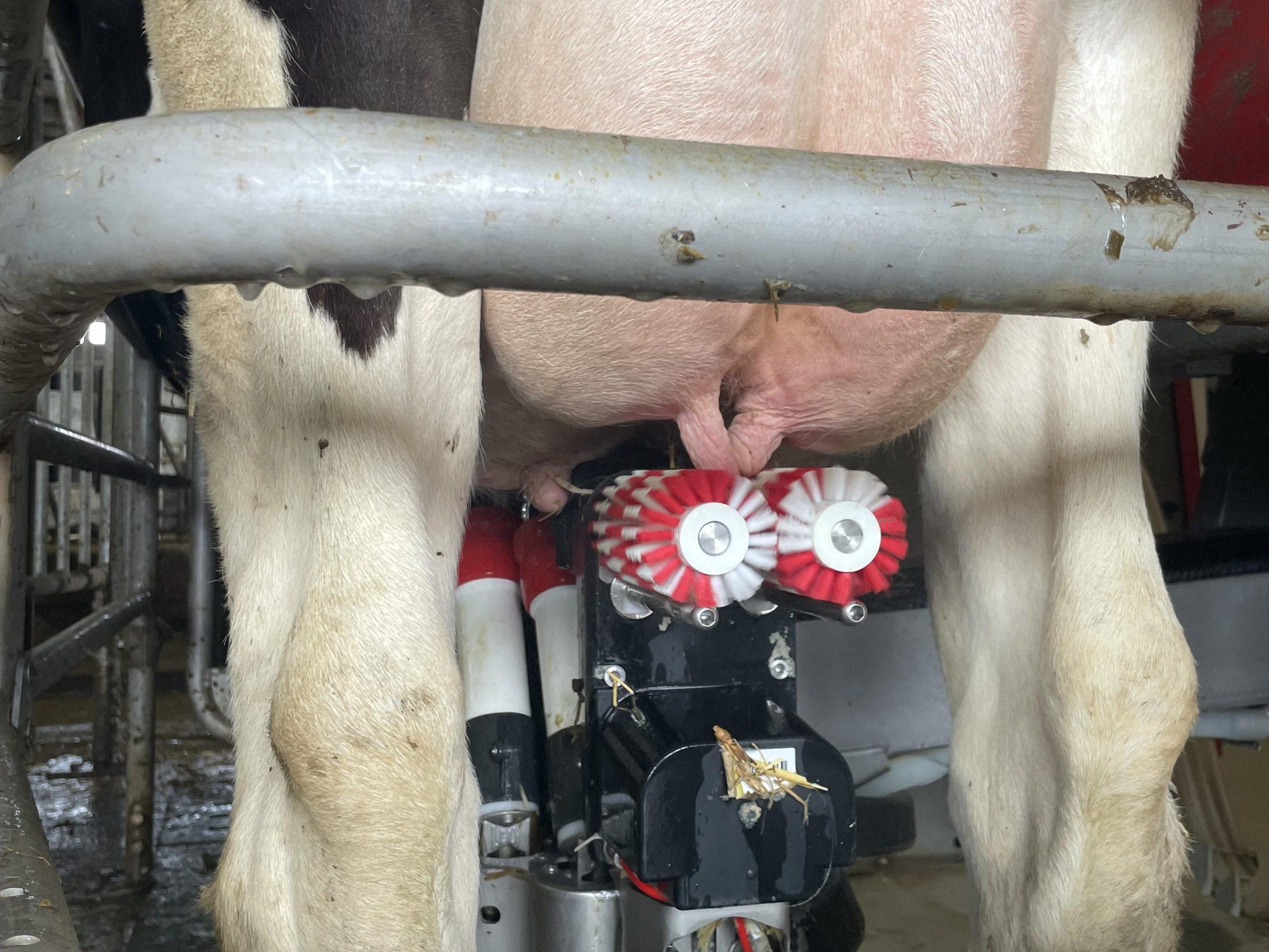 Gesunde Euter erfordern sorgfältige Melkarbeit, Hygiene und Systemüberwachung; bei automatischen Melksystemen sind besondere Massahmen zur Eutergesundheit notwendig.