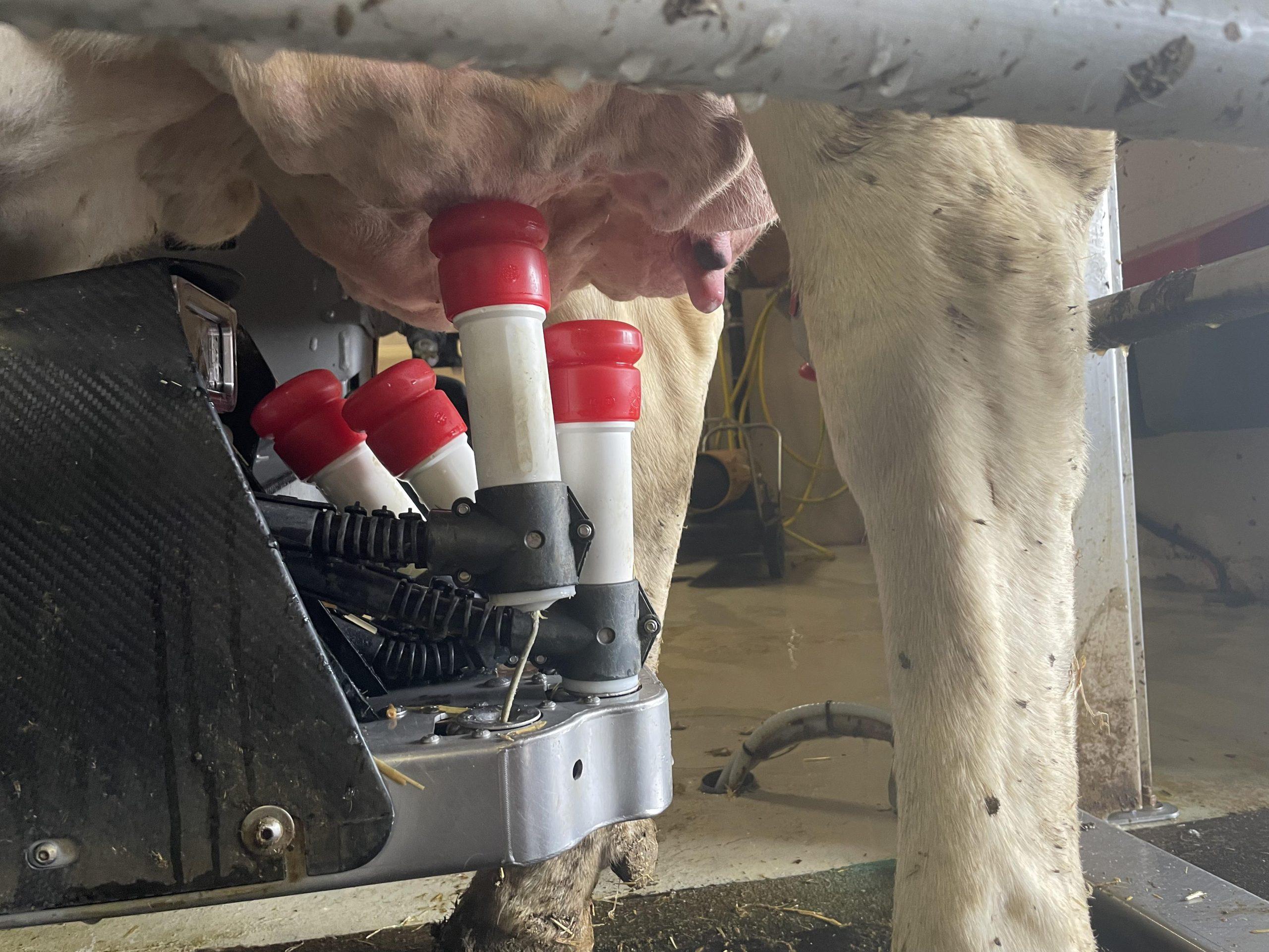 Der Zustand der Zitzen zeigt die Qualität der Melkarbeit, weist auf Fehler an der Melkanlage hin und hilft, Mastitis sowie Langzeitschäden zu vermeiden und Eutergesundheit zu sichern.