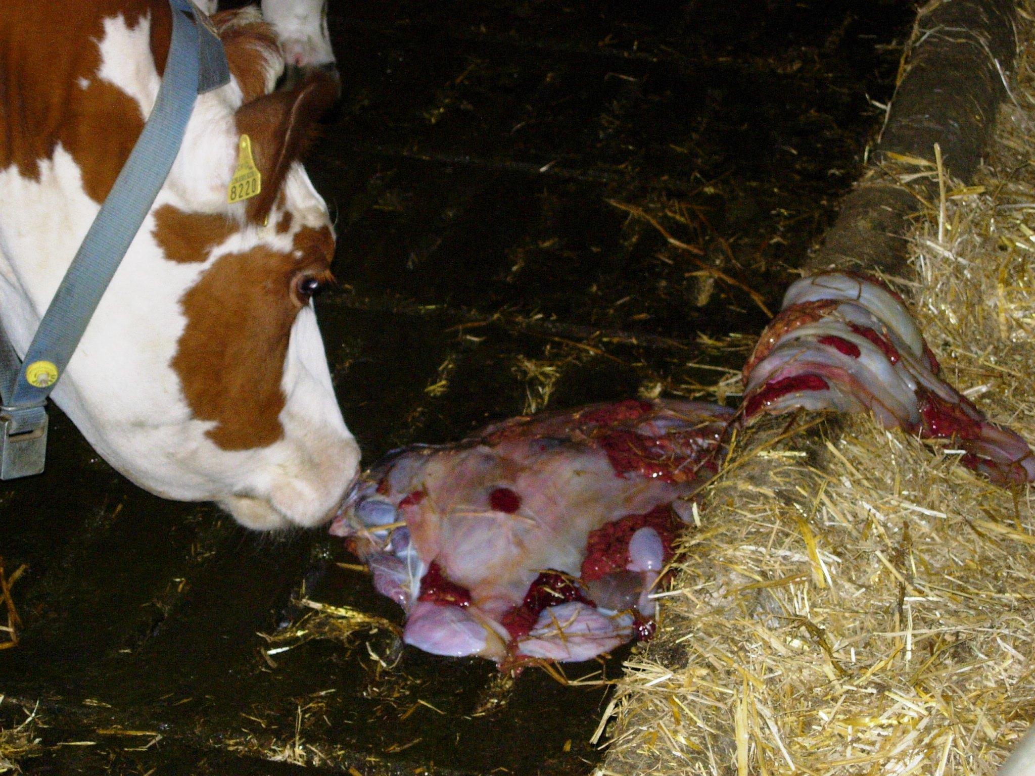 Neospora caninum verursacht häufig Aborte bei Rindern, wird meist vertikal übertragen und erfordert konsequente Diagnostik, Selektion und Hygienemassnahmen.