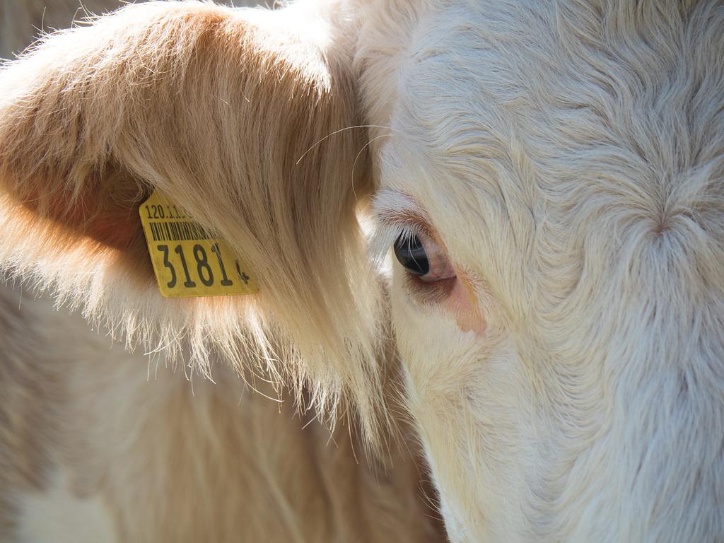 Die gynäkologische Untersuchung bei Kühen: Diese Schritte braucht es für eine Diagnose und die Beurteilung der Besamungstauglichkeit