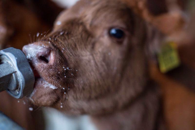 Une étude montre que les veaux nouveau-nés tolèrent de grandes quantités de lait; les diarrhées sont liées surtout au stress et à une tétée trop rapide.