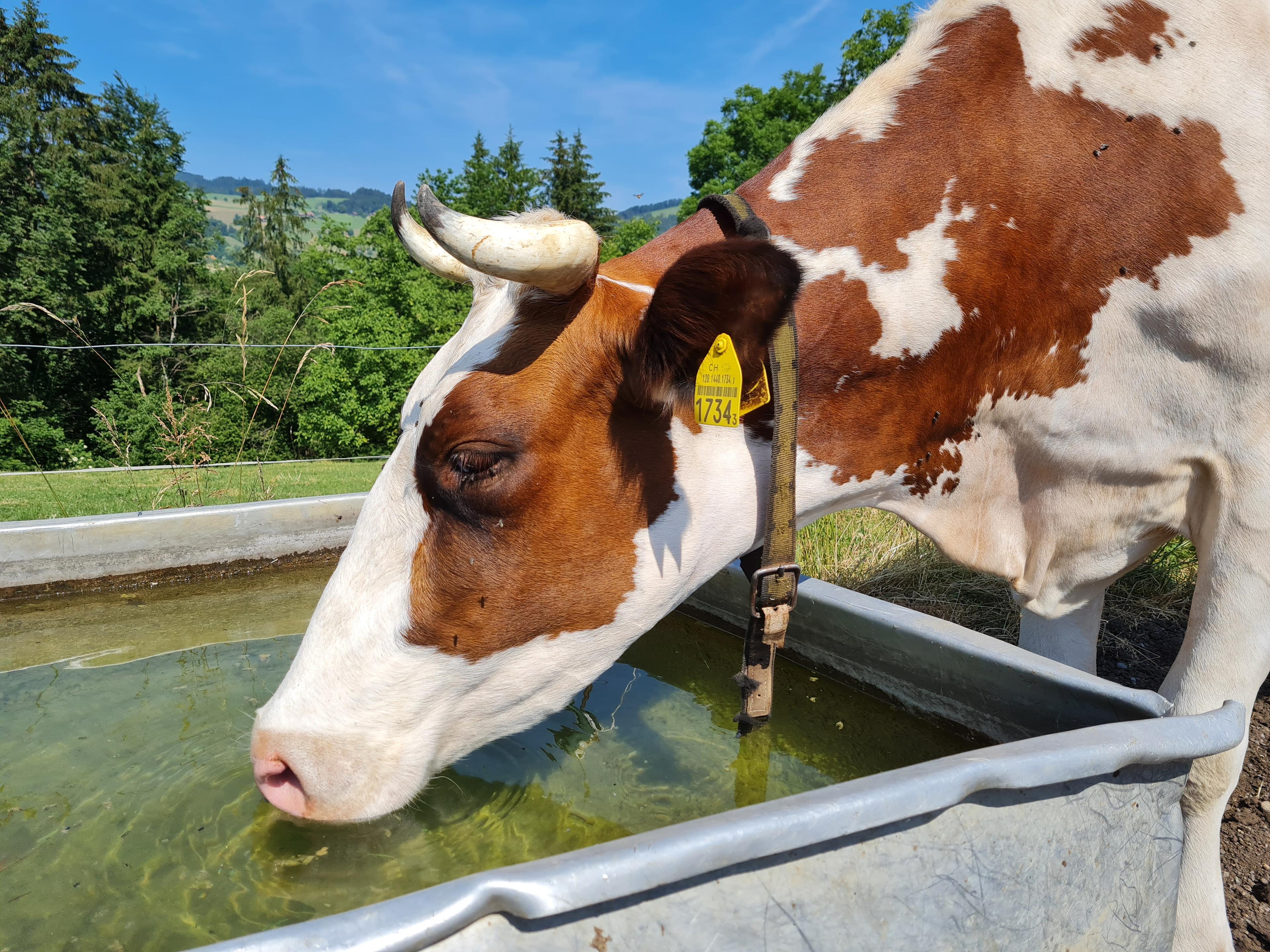 Les biofilms dans les abreuvoirs dégradent la qualité de l’eau, favorisent des germes pathogènes et réduisent santé, performances et fertilité des bovins en élevage.