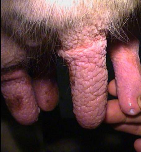 Ein Ringwulst an der Zitze entsteht durch falsche Melkarbeit, zu grosse Zitzengummis oder nasse Zitzen: Melkanlage überprüfen lassen!