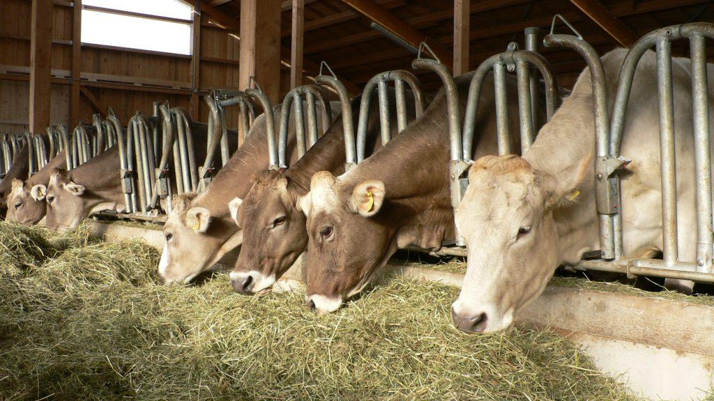 Les moisissures dans l'alimentation animale produisent des toxines dangereuses pour la santé et la fertilité des vaches, nécessitant une élimination systématique du fourrage contaminé.