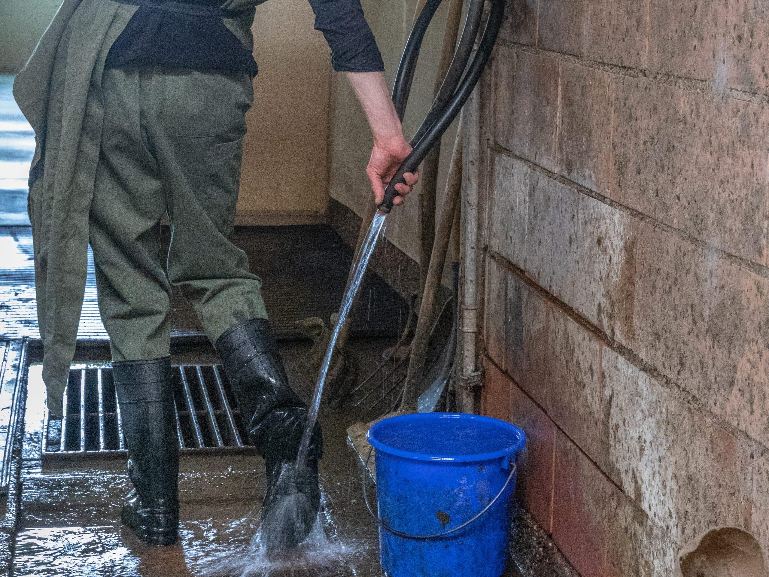 Hygienische Reinigung von Händen, Stiefeln und Kleidung ist für den Besamungsdienst essenziell, um die Biosicherheit in mehreren Ställen zu gewährleisten.