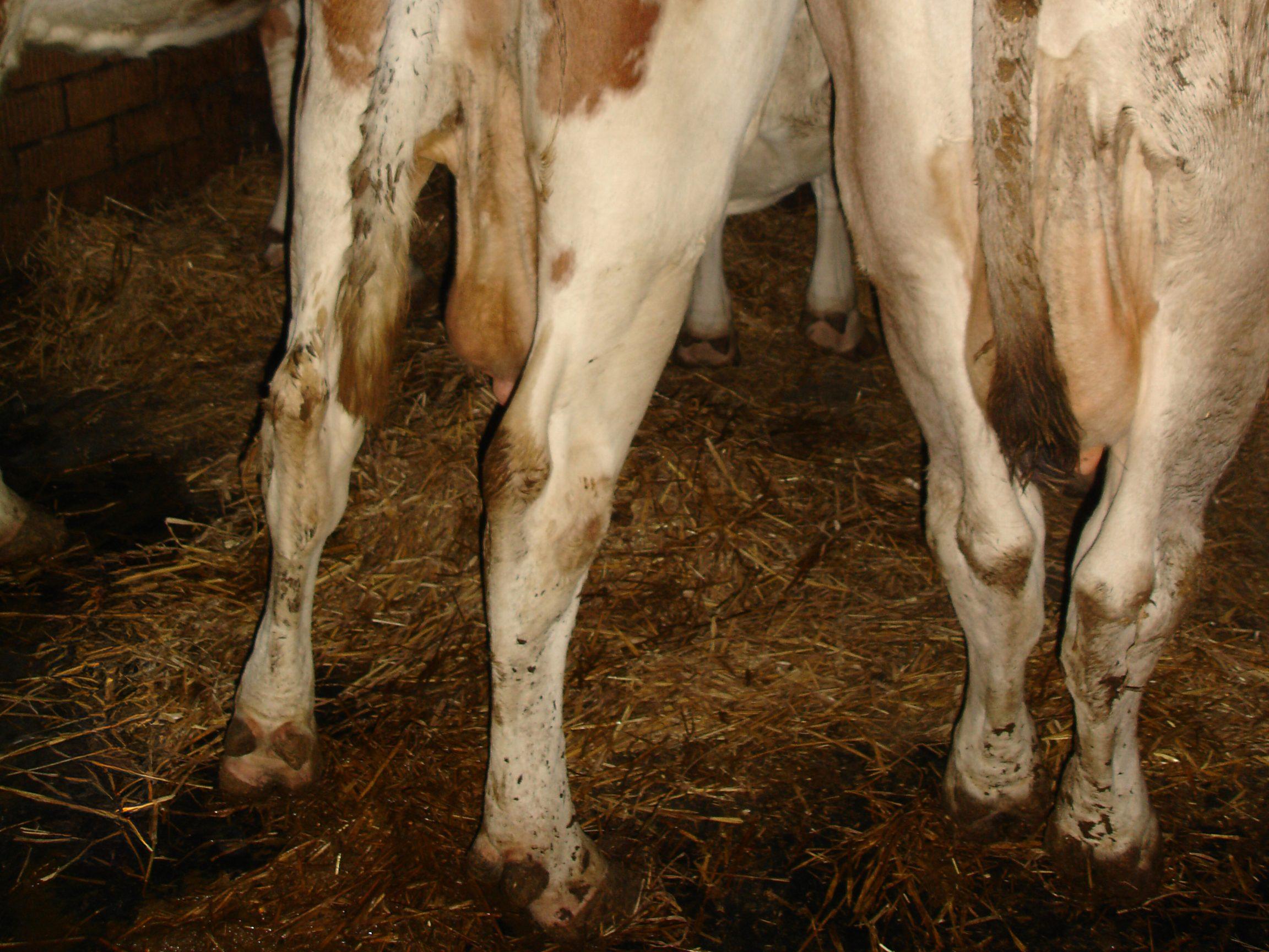 Kuhhessige Beinstellung entlastet bei schmerzhaften oder unzureichend gepflegten Hinterklauen; regelmässige Klauenpflege beugt vor.