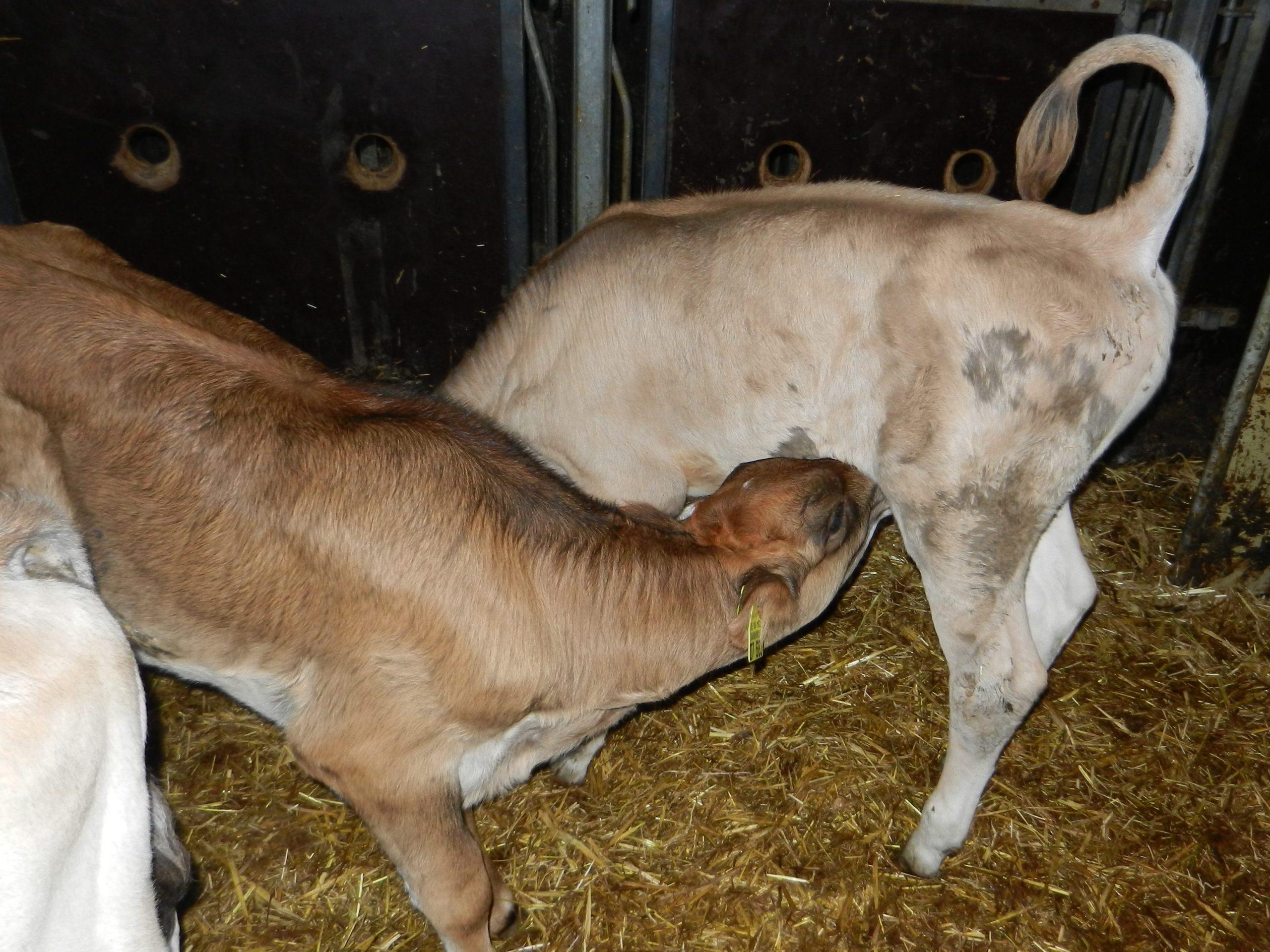 Analyse des causes du tétage mutuel chez les veaux et des mesures pratiques liées à l’alimentation, au sevrage, au logement et à la gestion du stress.