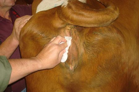 Optimisez la santé de votre vache : inspection vaginale avec spéculum pour une meilleure reproduction.