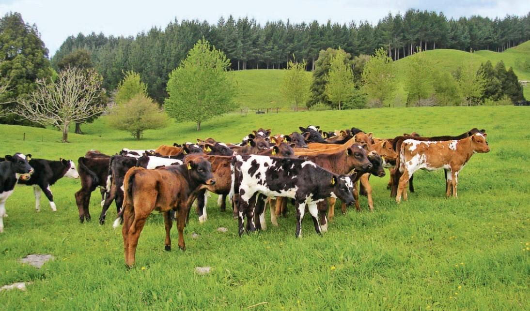 Der Verlauf der Trächtigkeit beeinflusst Gesundheit, Wachstum und Leistung des Kalbes; entscheidend sind Stressvermeidung, passende Fütterung und gute Betreuung der Kuh.
