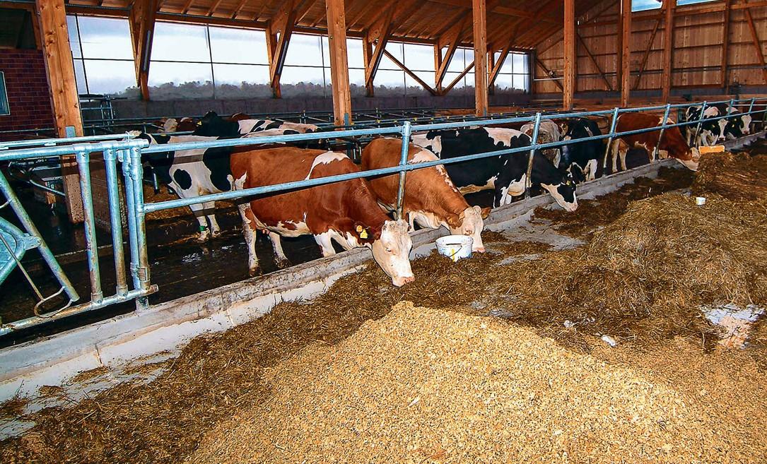 Botulismus bei Rindern entsteht durch kontaminiertes Futter mit Botulinumtoxin, führt zu Lähmungen und endet oft tödlich; Hygiene und Prävention sind entscheidend.