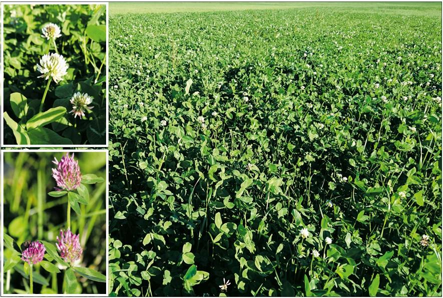 Pansenblähung beim Rind entsteht durch Gasansammlung im Pansen, oft nach proteinreichem Grünfutter, ist lebensbedrohlich und erfordert rasches Eingreifen.