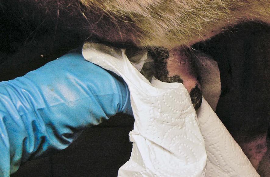 Studie auf 100 Schweizer Betrieben zeigt Defizite bei Melkarbeit und Melktechnik und nennt konkrete Hygienemassnahmen zur Verbesserung der Eutergesundheit.