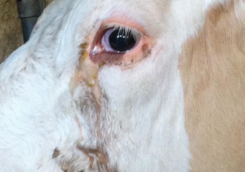 Pink Eye (Weidekeratitis) ist eine schmerzhafte, ansteckende Augenentzündung beim Rind, begünstigt durch UV-Strahlung, Fliegen und Verletzungen; frühe Behandlung entscheidend.