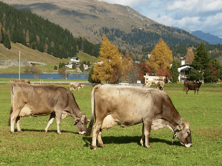 Hohe Harnstoffwerte aus proteinreichem Herbstgras belasten Stoffwechsel und Fruchtbarkeit bei Kühen. Regelmässige Kontrollen und Energieausgleich helfen.