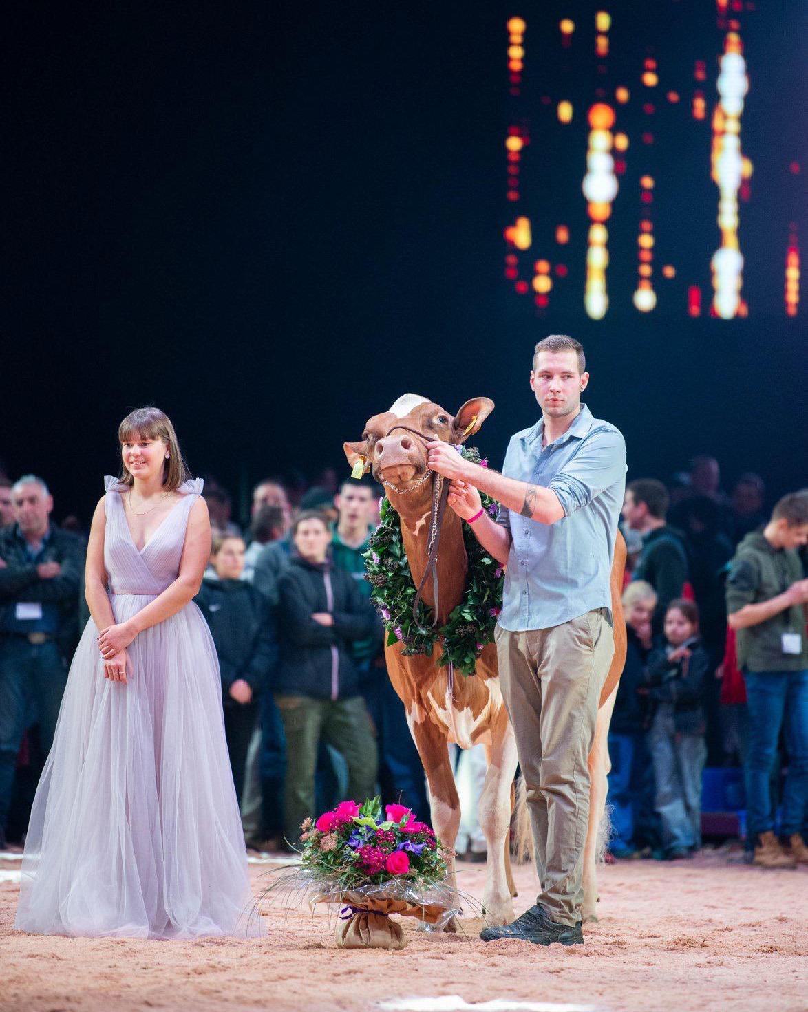 In der Brunst nach der Eizellentnahme wurde die Schaukuh noch einmal trächtig.