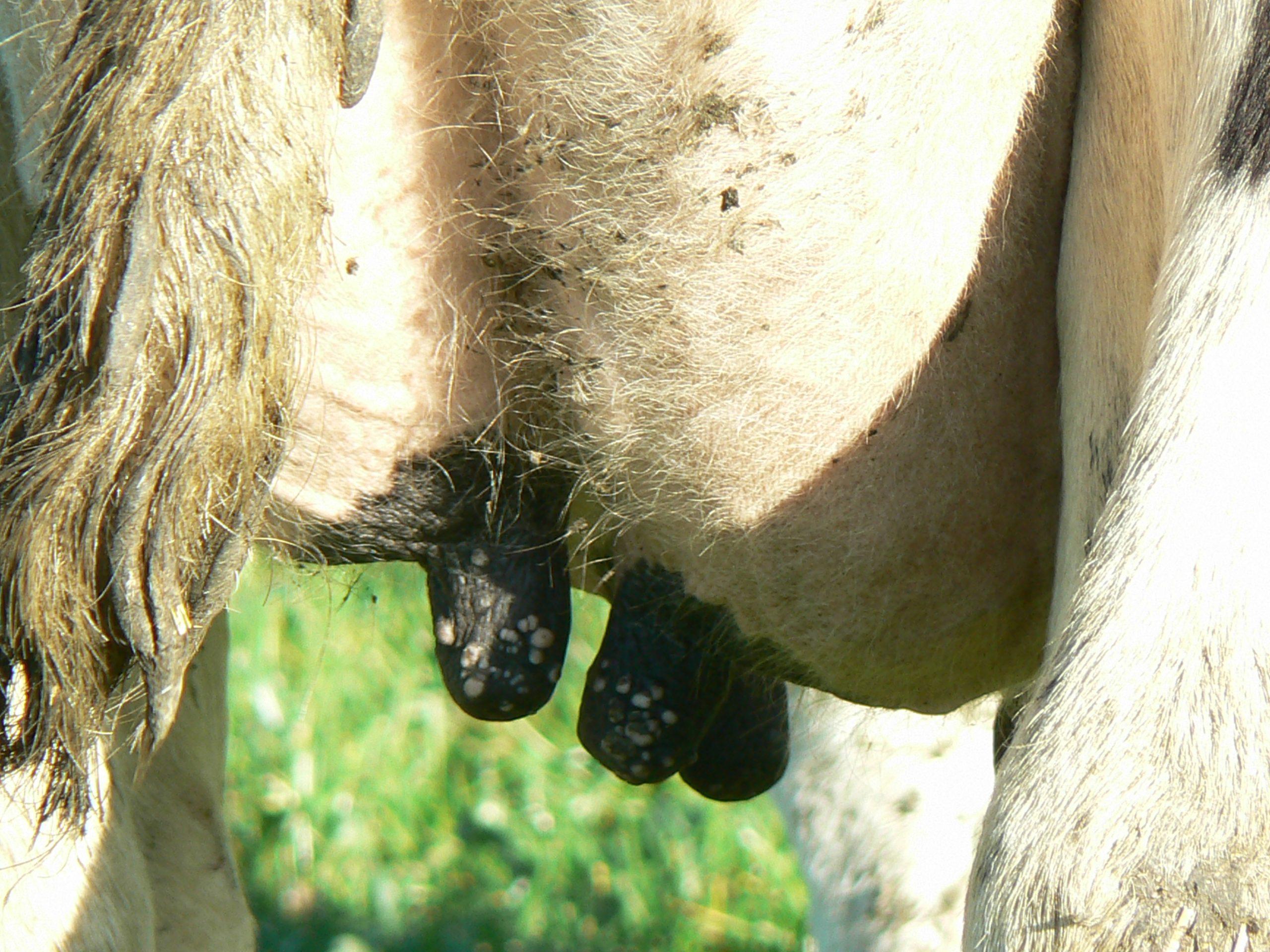 L'herpès des trayons chez les vaches se manifeste par de petites vésicules sur les trayons, généralement d'origine virale. Une bonne hygiène, le port de gants et la désinfection permettent d'éviter la contamination.