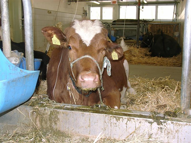 Listeriose beim Rind entsteht meist durch verdreckte Silage, verursacht Symptome wie Kreiseln und ist bei früher Therapie heilbar, auch für Menschen riskant.