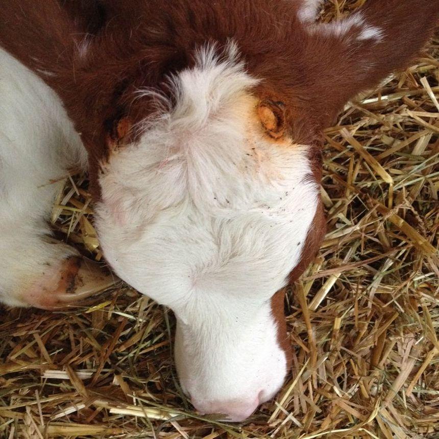 Écornage des veaux: cadre légal, sédation et anesthésie, gestion de la douleur et alternatives pour améliorer le bien-être animal.