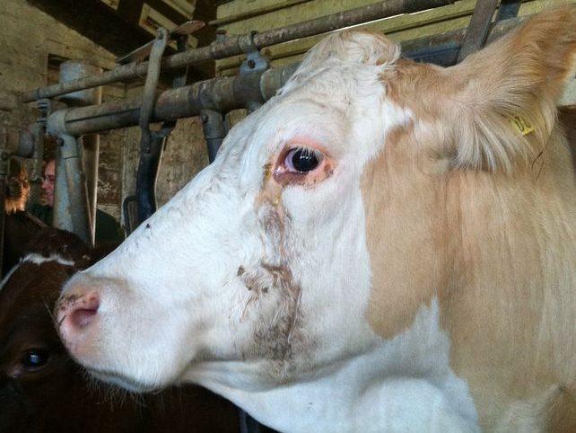 Tränende Kuhaugen entstehen durch Reize wie Wind, UV-Strahlung, Fliegen, Schadgase oder Staub; wichtig ist, dies zu beobachten.