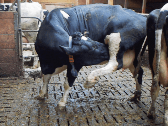 Optimale Stallböden fördern das natürliche Verhalten von Kühen und sorgen für mehr Wohlbefinden.