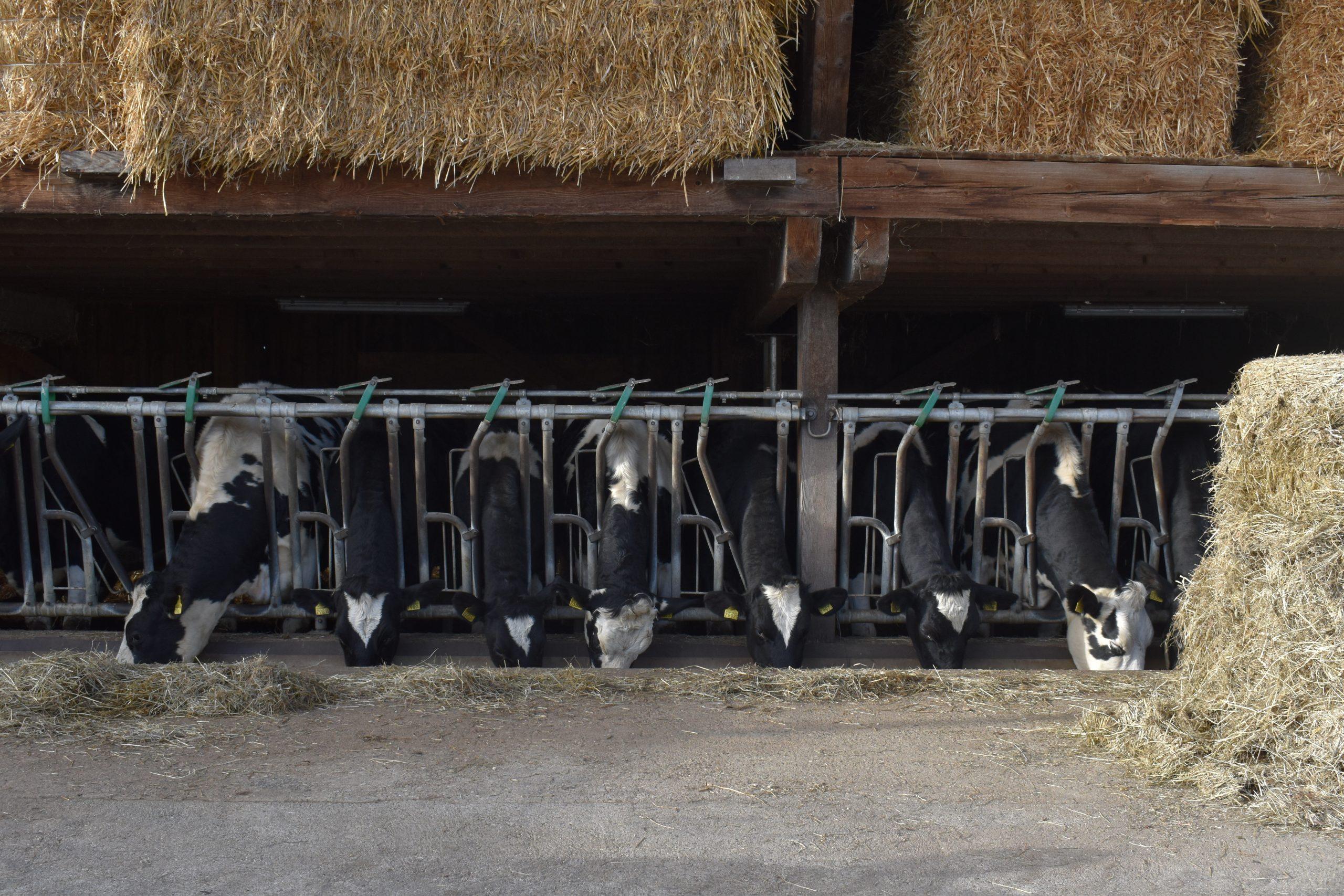 Ketose-Risiko senken Ketotop-Boli unterstützen Energie- und Leberstoffwechsel von Milchkühen zum Laktationsstart, senken das Ketoserisiko und sichern eine verlustfreie Versorgung.