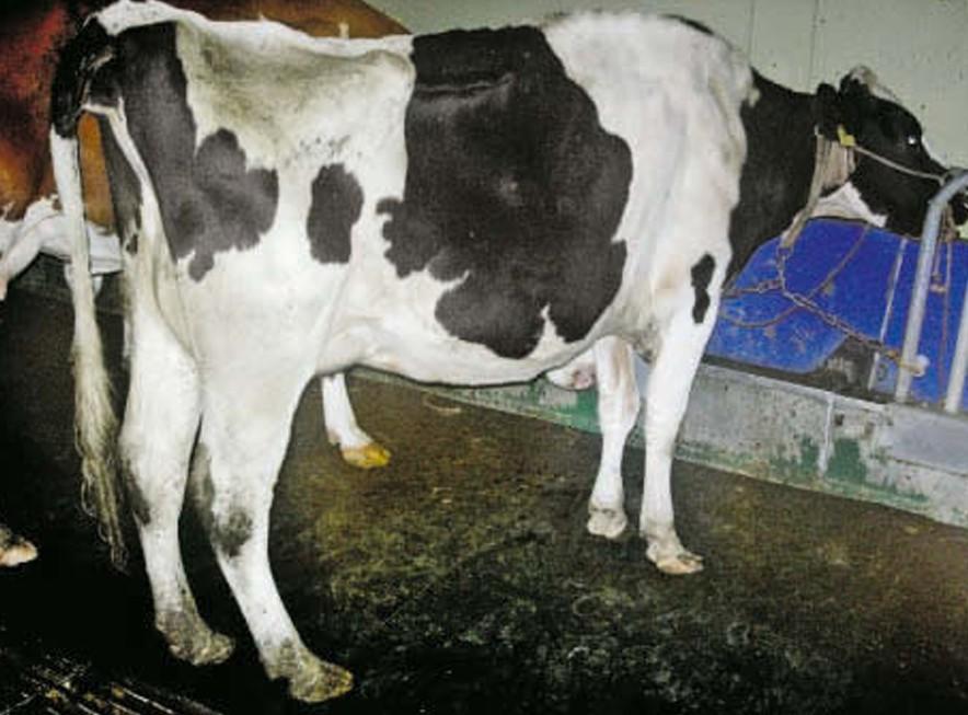 Paratuberkulose Paratuberkulose ist eine Infektion bei Rindern, die Abmagerung und Durchfall verursacht und durch Hygiene und Tests bekämpft werden muss.