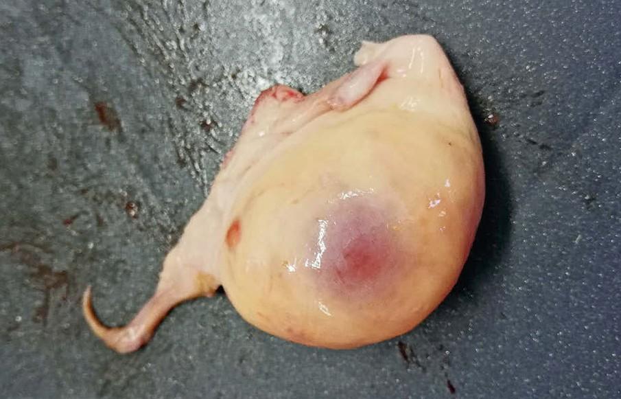 Entwicklung Brunstbläschen (Follikel) Galtzeit und Frühlaktation beeinflussen über Stoffwechsel, Fütterung und Toxine die Reifung der Follikel und damit die spätere Fruchtbarkeit der Kuh.